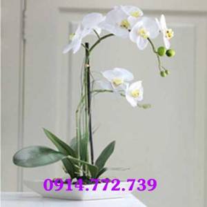 Chậu lan hồ điệp đẹp-CLHD-088