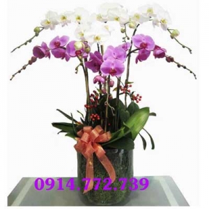 Cửa Hàng Hoa Tươi Kim Sang