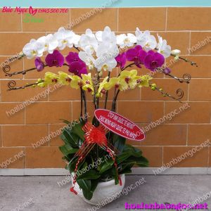 Hoa phong lan Sài Gòn HDS-0810