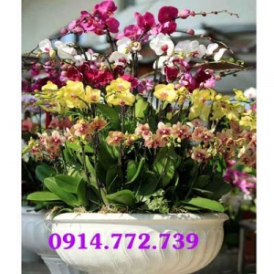 Phuc Van Flower Shop
